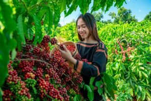 Gesha or Geisha Coffee: Why This Rare Bean Captivates Coffee Lovers