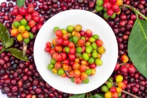 Gesha or Geisha Coffee: Why This Rare Bean Captivates Coffee Lovers