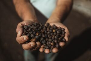 Maragogipe Coffee: Discover the Giant Bean with a Gentle Side