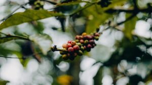 Caturra Coffee: The Bright, Beloved Bean Behind Your Morning Cup