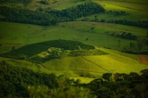 Mundo Novo Coffee: A Friendly Guide to Brazil’s Classic Bean