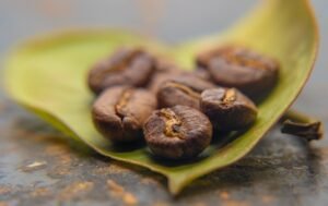Maragogipe Coffee: Discover the Giant Bean with a Gentle Side