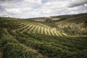 Mundo Novo Coffee: A Friendly Guide to Brazil’s Classic Bean