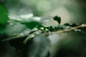 Caturra Coffee: The Bright, Beloved Bean Behind Your Morning Cup
