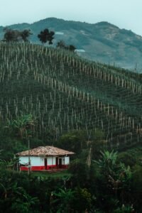 Sulawesi Toraja Coffee: A Friendly Guide to Its Flavor, Farms and Brewing